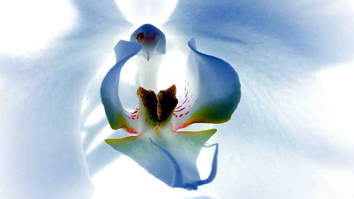 Beautiful Strange Flowers