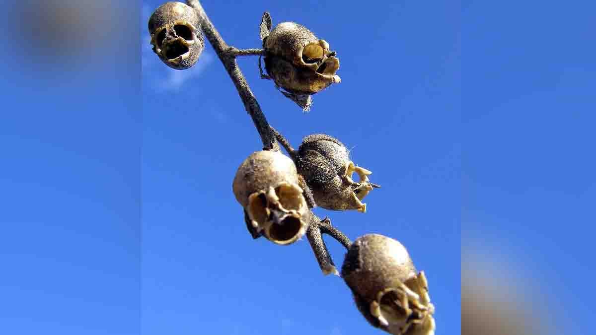 Beautiful Strange Flowers