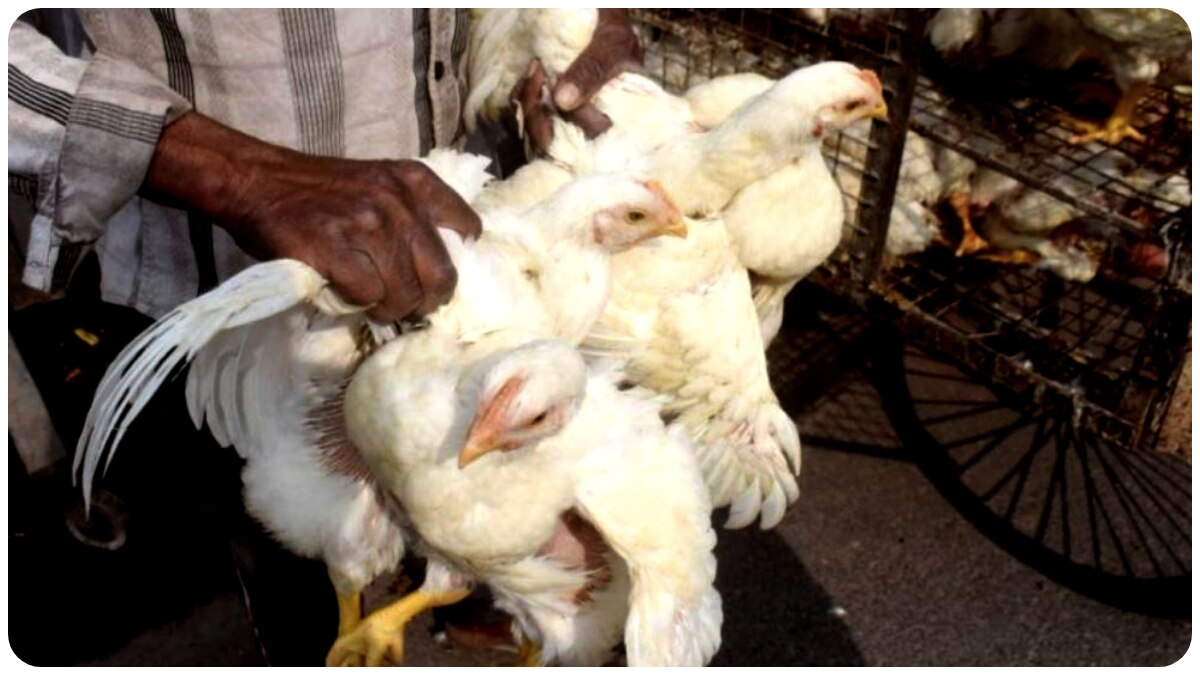 Kolkata Market Rate Today: ফের ২০০ টাকা ছাড়াল মুরগির মাংসের দাম! অগ্নিমূল্য শাক-সবজিও