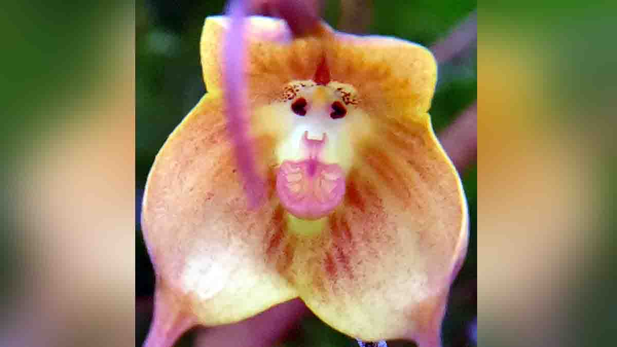 Beautiful Strange Flowers