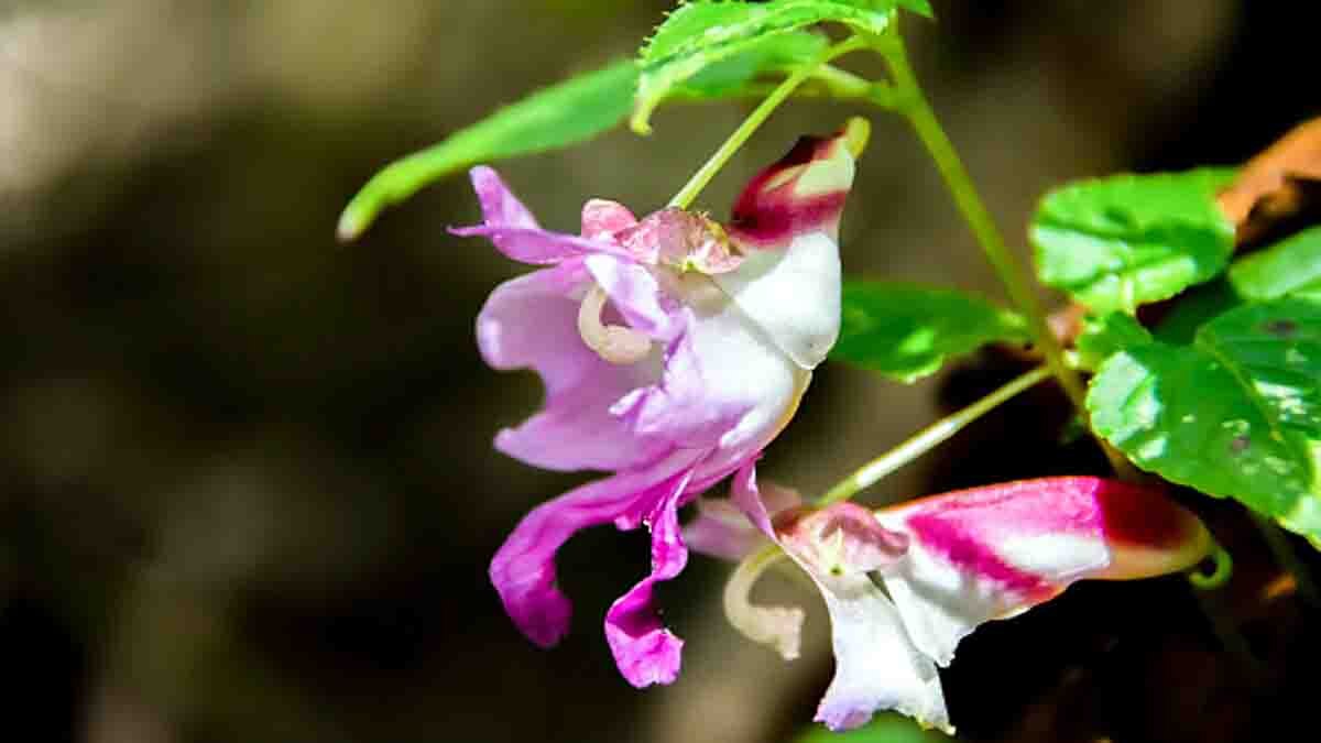 Beautiful Strange Flowers