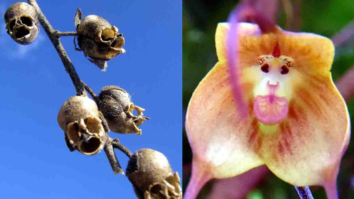 Beautiful Strange Flowers
