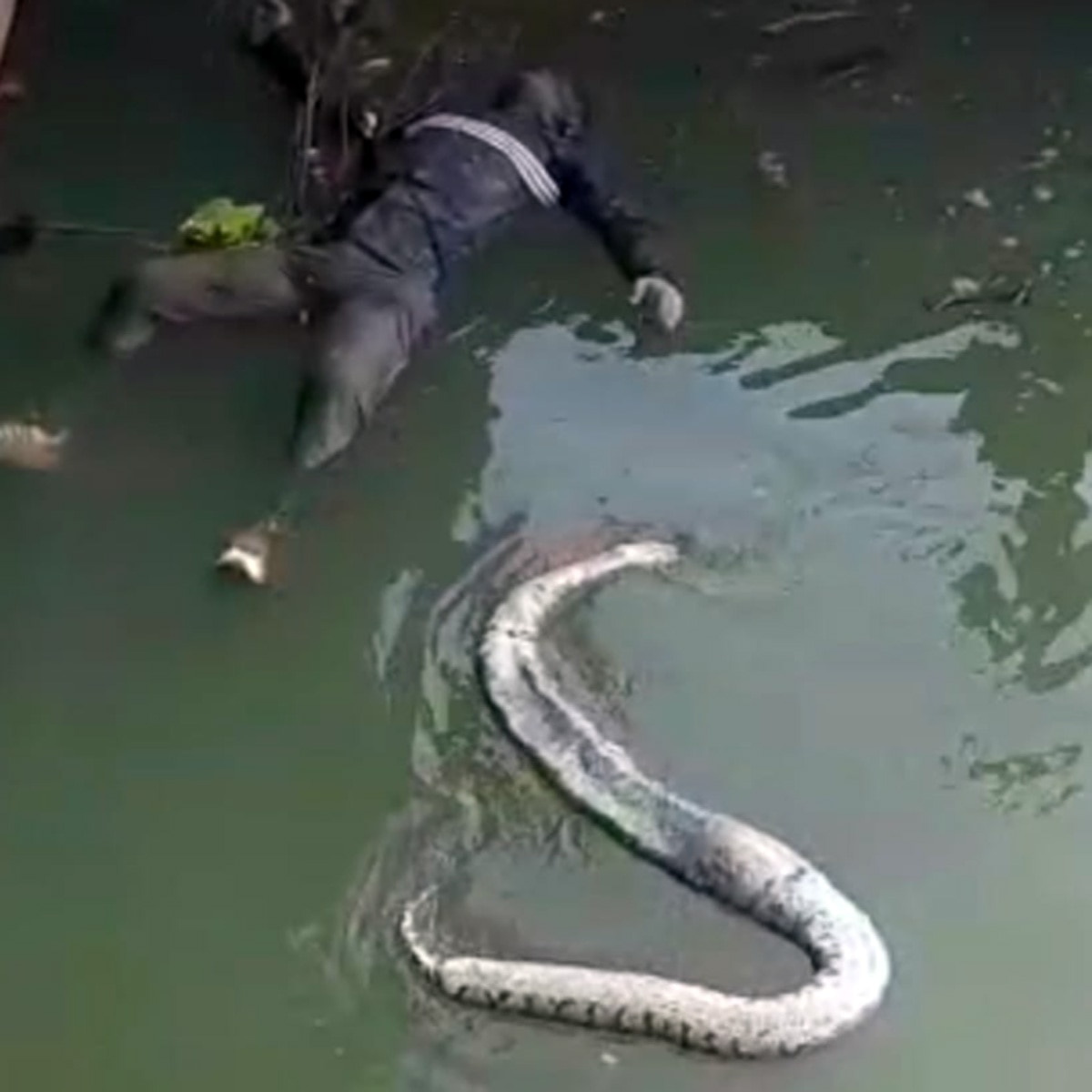 Birbhum Tilpara Barrage body of a man and snake rescued from there abk one