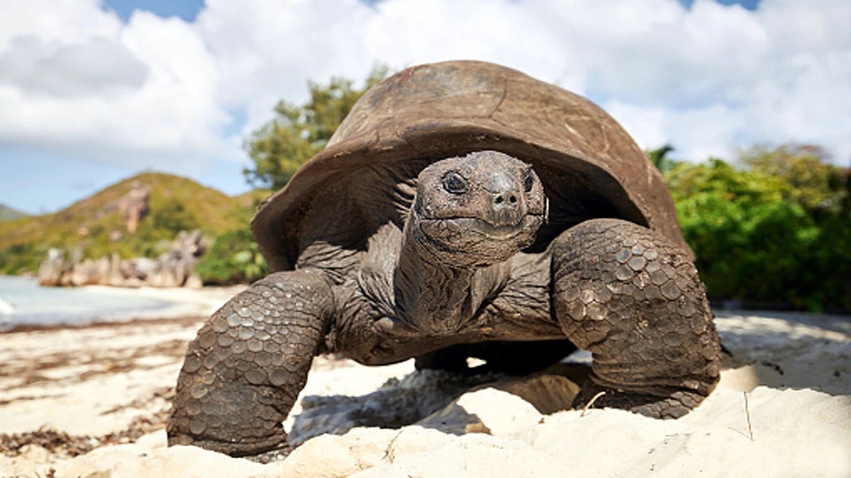 নিয়েছেন