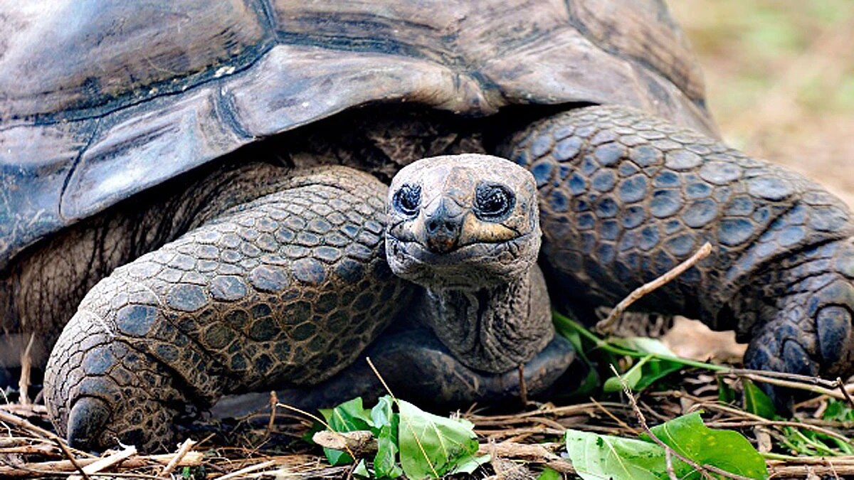 মহাসাগরে