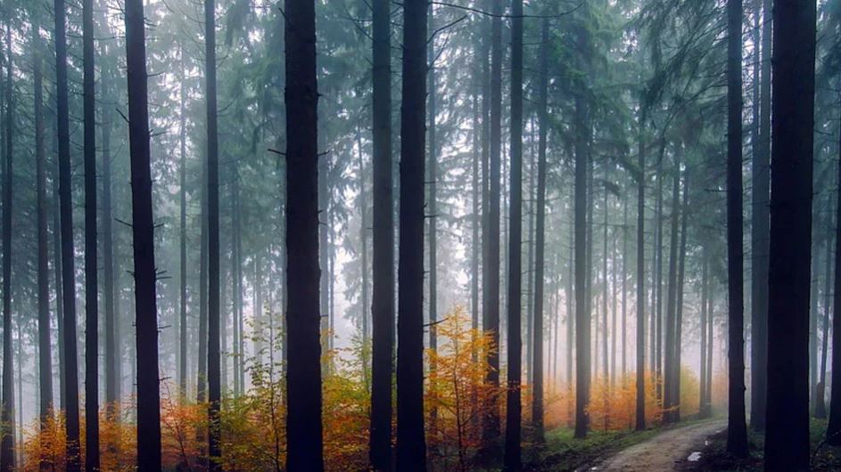 Negative Effect Of Shadow: সংসারে অশান্তি, অর্থ-কষ্ট! বাড়িতে এই ৫ ধরনের ছায়া পড়ছে না তো?