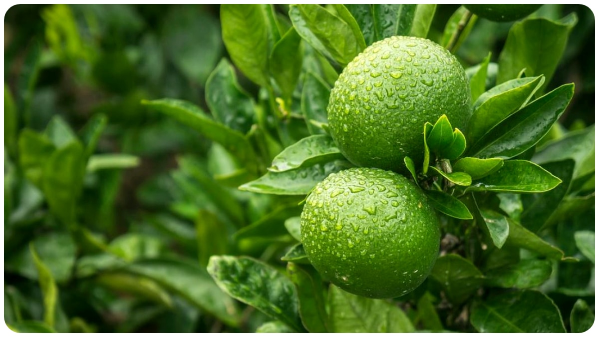  Lemon Price Drop: বেশ কিছুটা সস্তা হল পাতিলেবু, এখন ১০ টাকায় ক'টা?