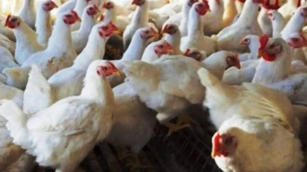 Chicken Price in Bengal: রাজ্যজুড়ে ২০০ টাকার নীচে নামল চিকেনের দর! জানুন কোন জেলায় কত দাম