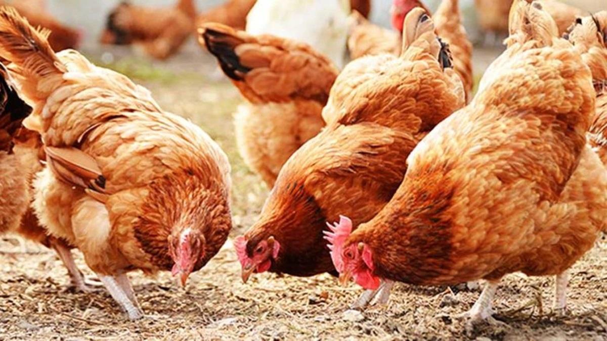 Chicken Price in Bengal: রাজ্যজুড়ে ২০০ টাকার নীচে নামল চিকেনের দর! জানুন কোন জেলায় কত দাম