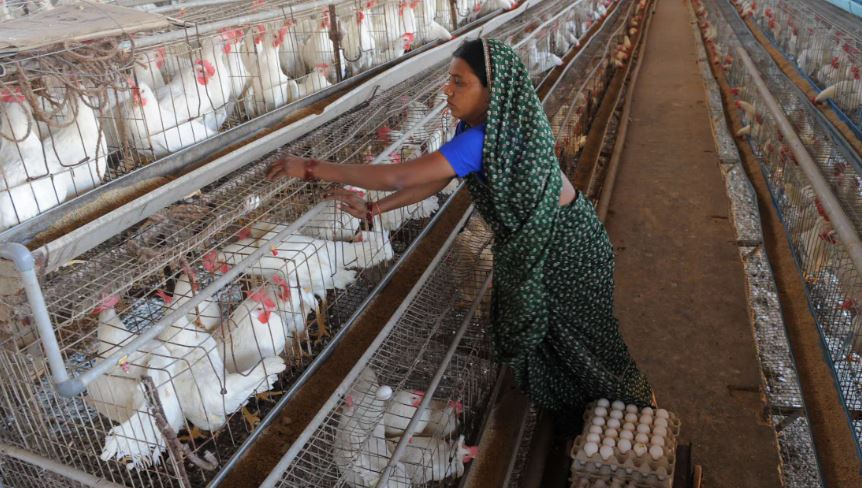 Chicken Price in Bengal: রাজ্যজুড়ে ২০০ টাকার নীচে নামল চিকেনের দর! জানুন কোন জেলায় কত দাম