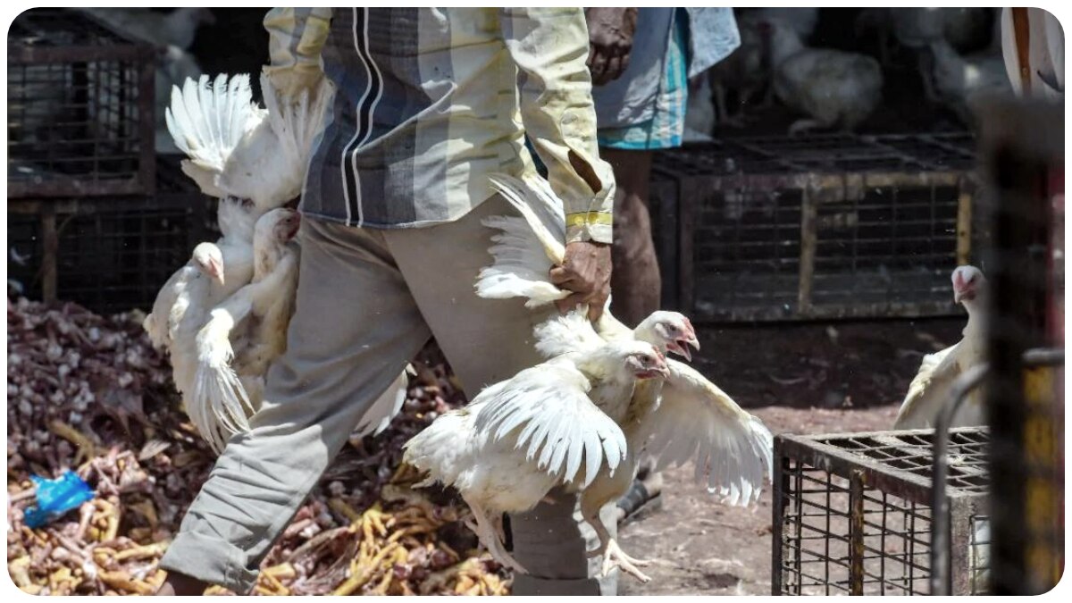 Chicken Price in Bengal: রাজ্যজুড়ে ২০০ টাকার নীচে নামল চিকেনের দর! জানুন কোন জেলায় কত দাম