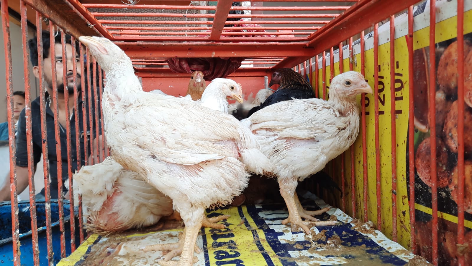 Chicken Price in Bengal: রাজ্যজুড়ে ২০০ টাকার নীচে নামল চিকেনের দর! জানুন কোন জেলায় কত দাম