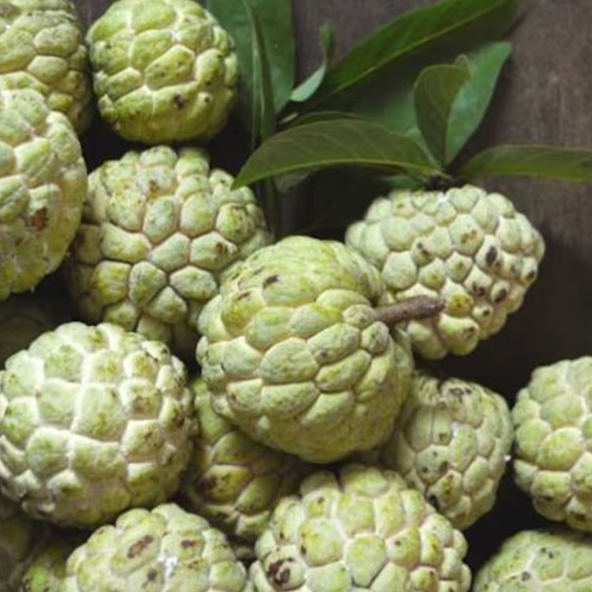 নিয়মিত আতা খান