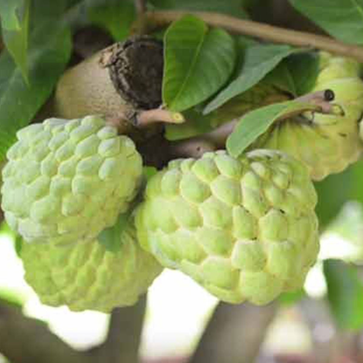 নিয়মিত আতা খান