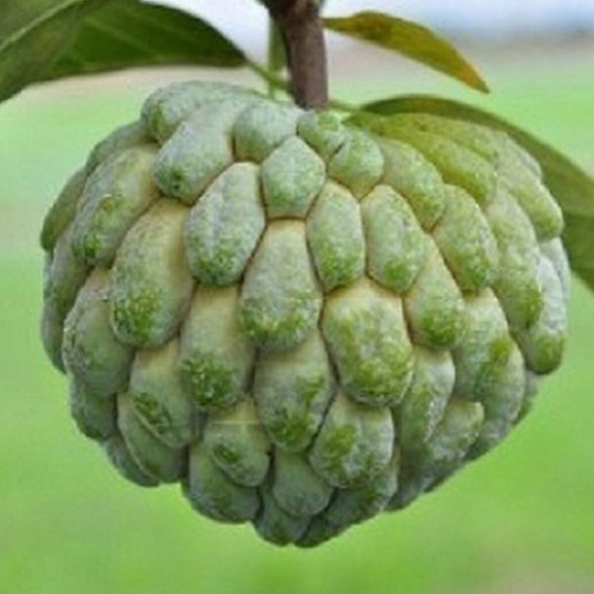 নিয়মিত আতা খান
