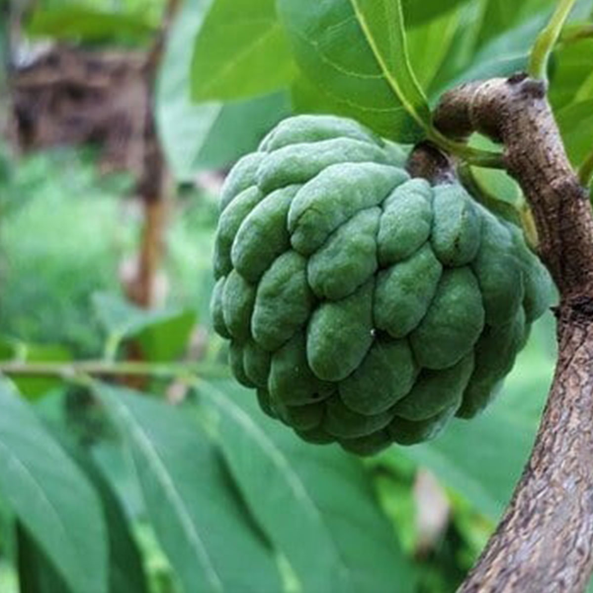 নিয়মিত আতা খান