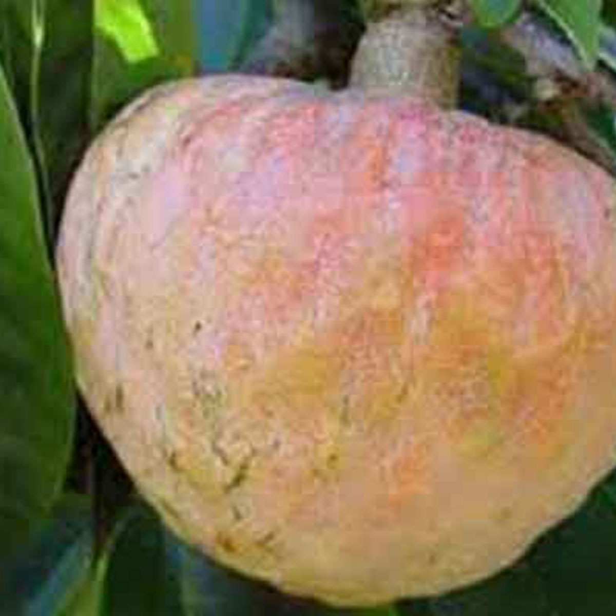 নিয়মিত আতা খান