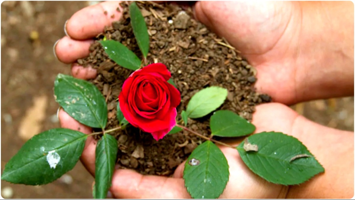 বাড়ির কোন দিকে গোলাপ গাছ লাগানো শুভ, কোন দিকে বিপজ্জনক জানেন?