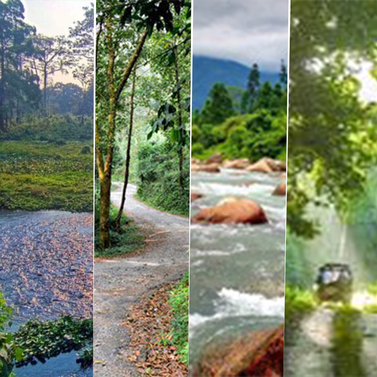 জঙ্গলে ঘুরতে গিয়েও দিতে পারবেন অঞ্জলি