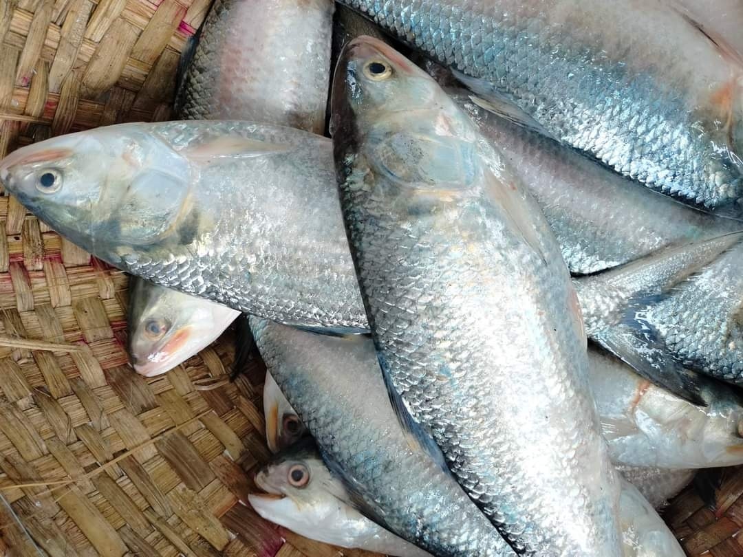 কত ওজনের ইলিশ এসেছে?