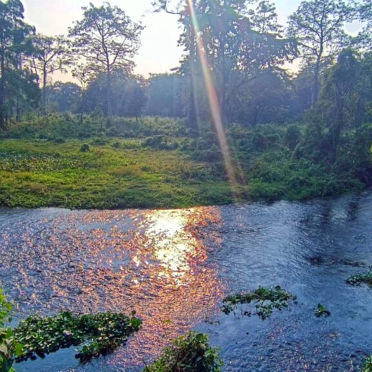 জঙ্গলে অঞ্জলি