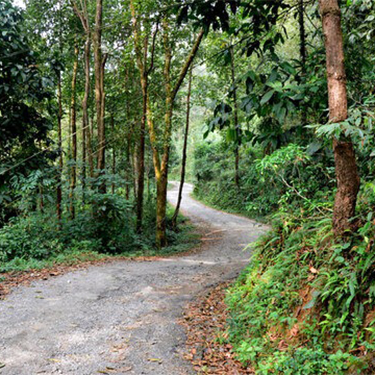 ডুয়ার্স