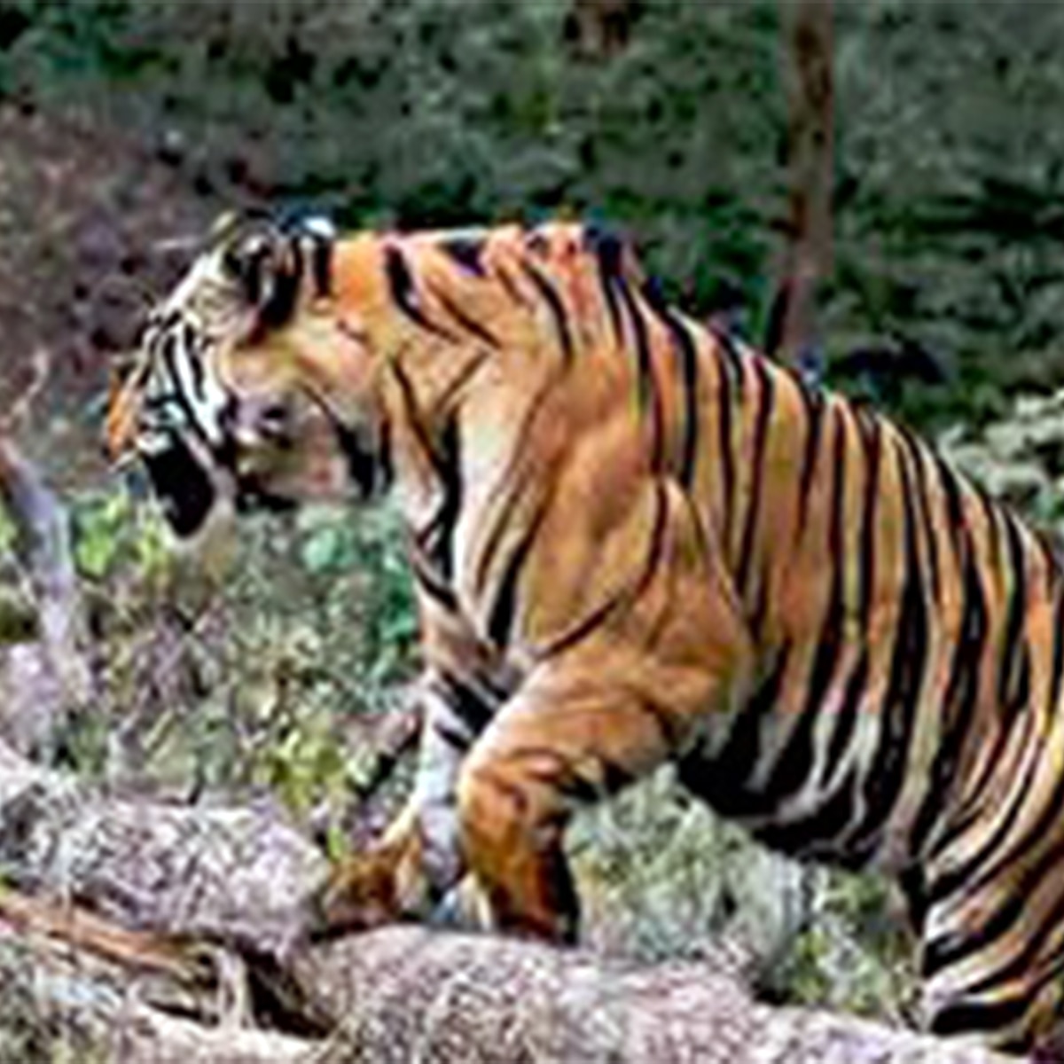 জঙ্গলে ঘুরতে গিয়েও দিতে পারবেন অঞ্জলি