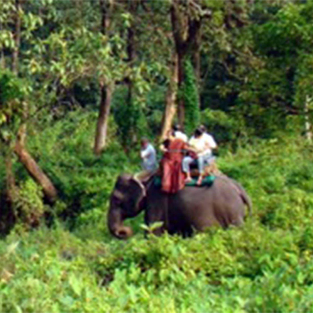 জঙ্গলে ঘুরতে গিয়েও দিতে পারবেন অঞ্জলি