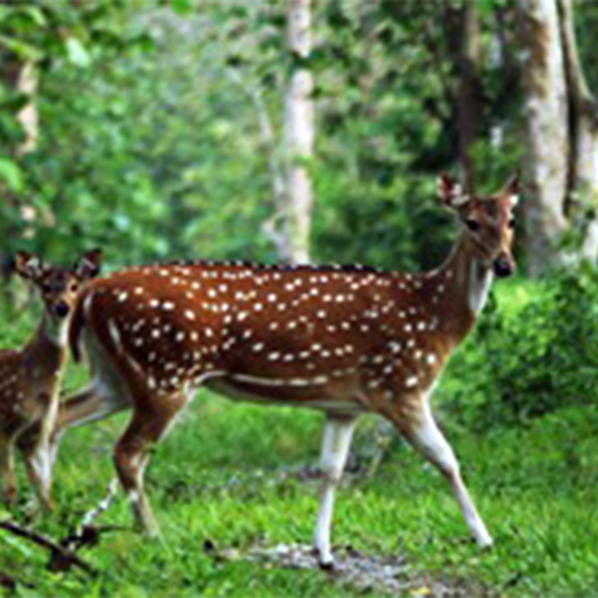 জঙ্গলে ঘুরতে গিয়েও দিতে পারবেন অঞ্জলি