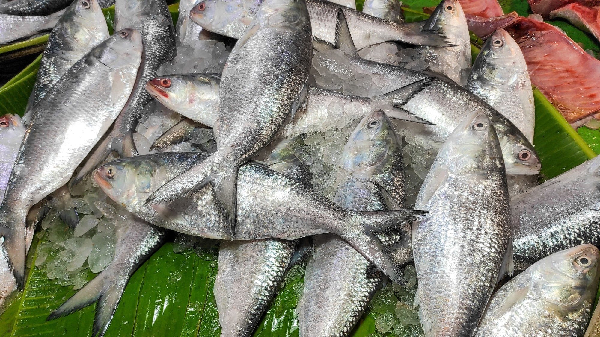 সেরা ইলিশ