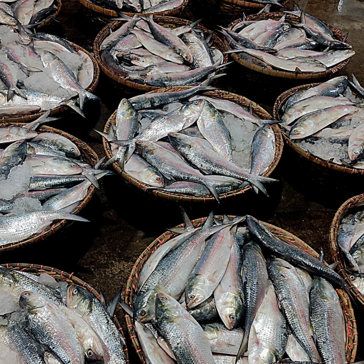  Bangladesh Hilsa Export