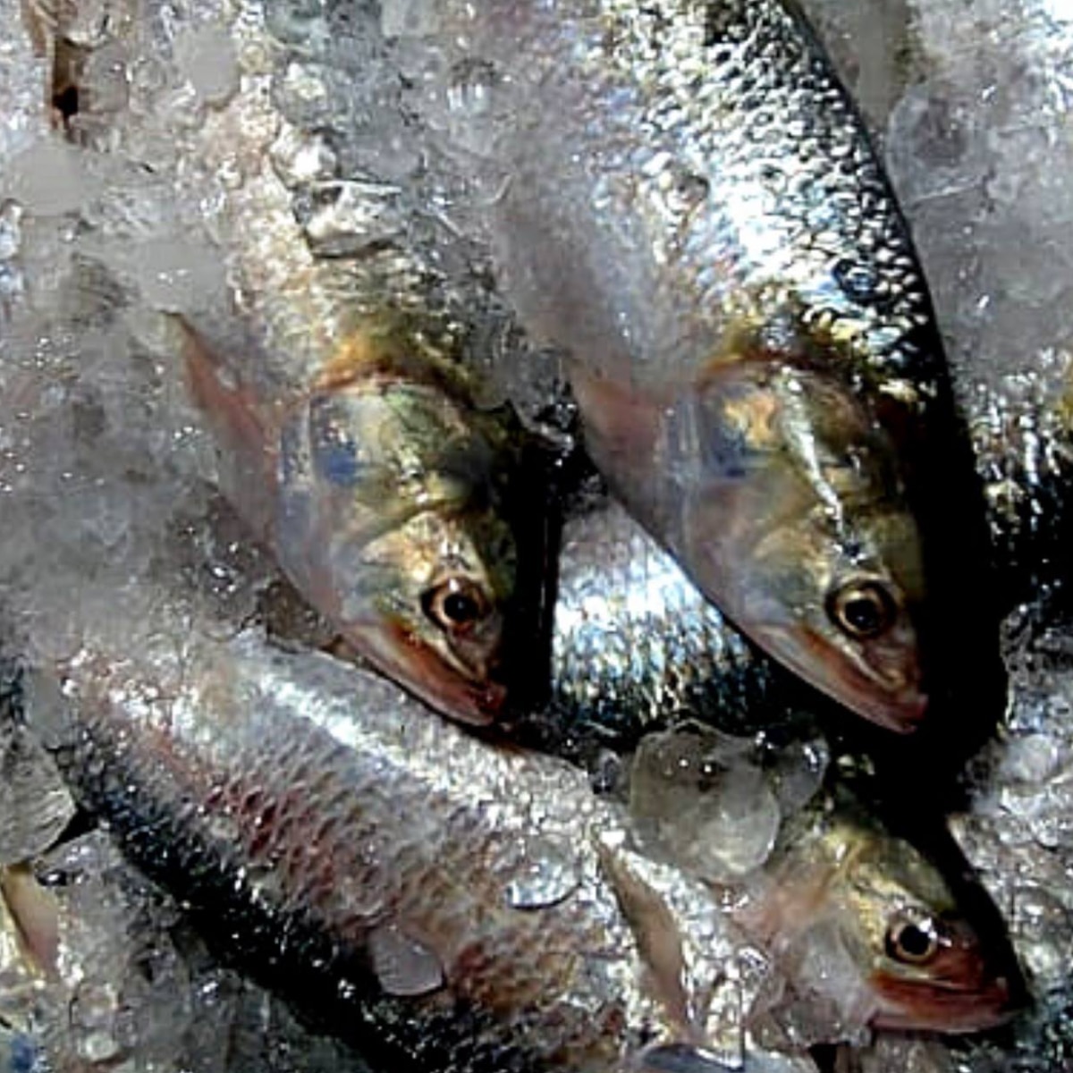 Hilsa Fish