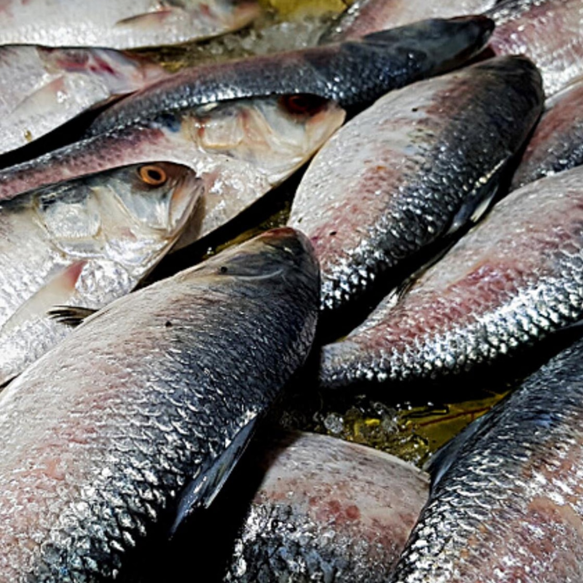  Bangladesh Hilsa Export