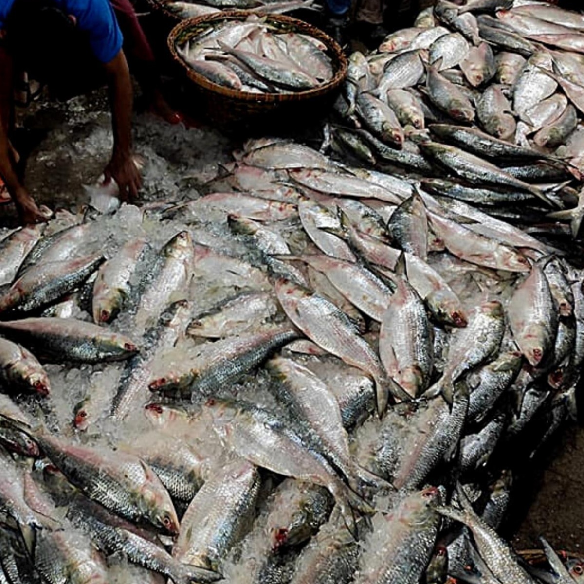  Bangladesh Hilsa Export