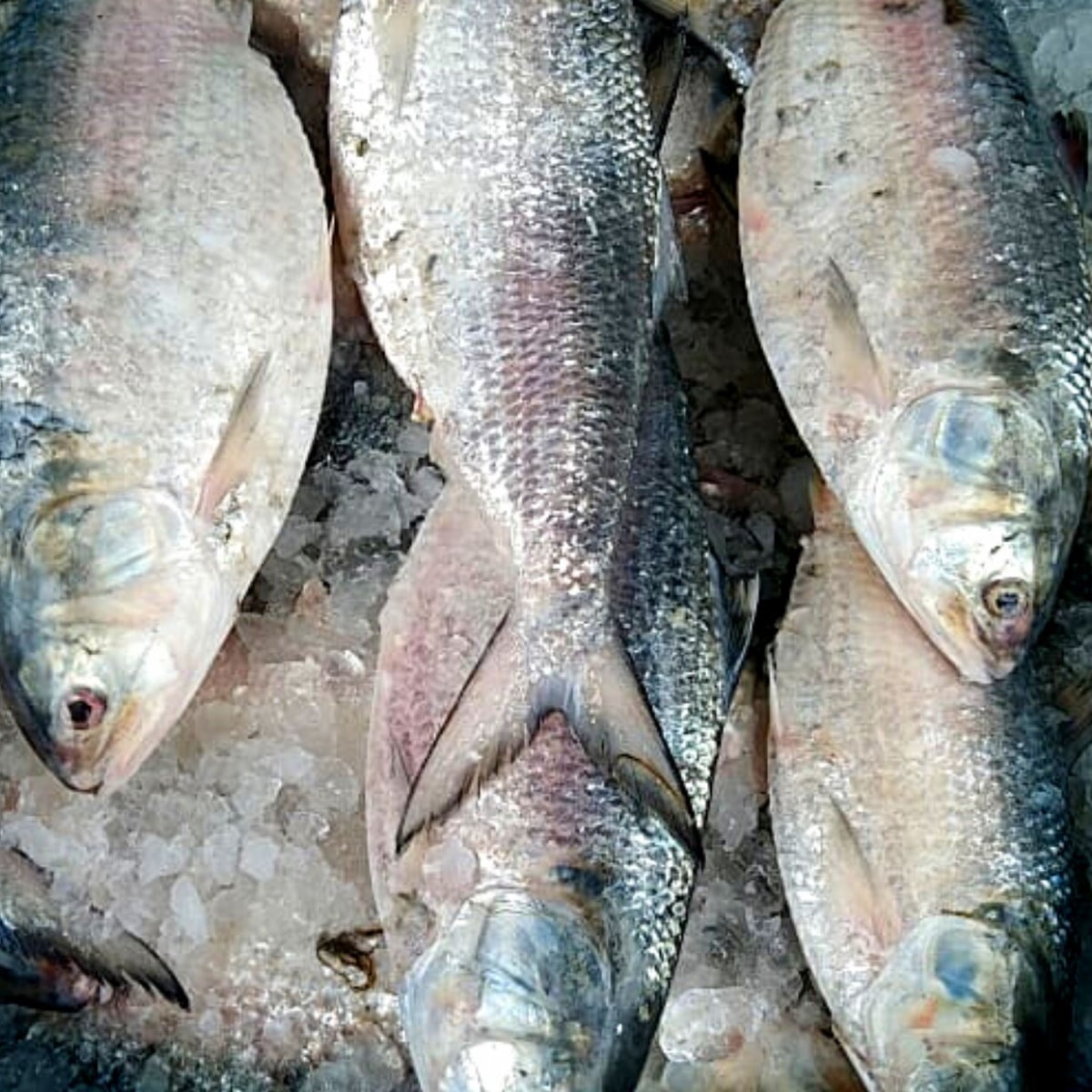  Bangladesh Hilsa Export