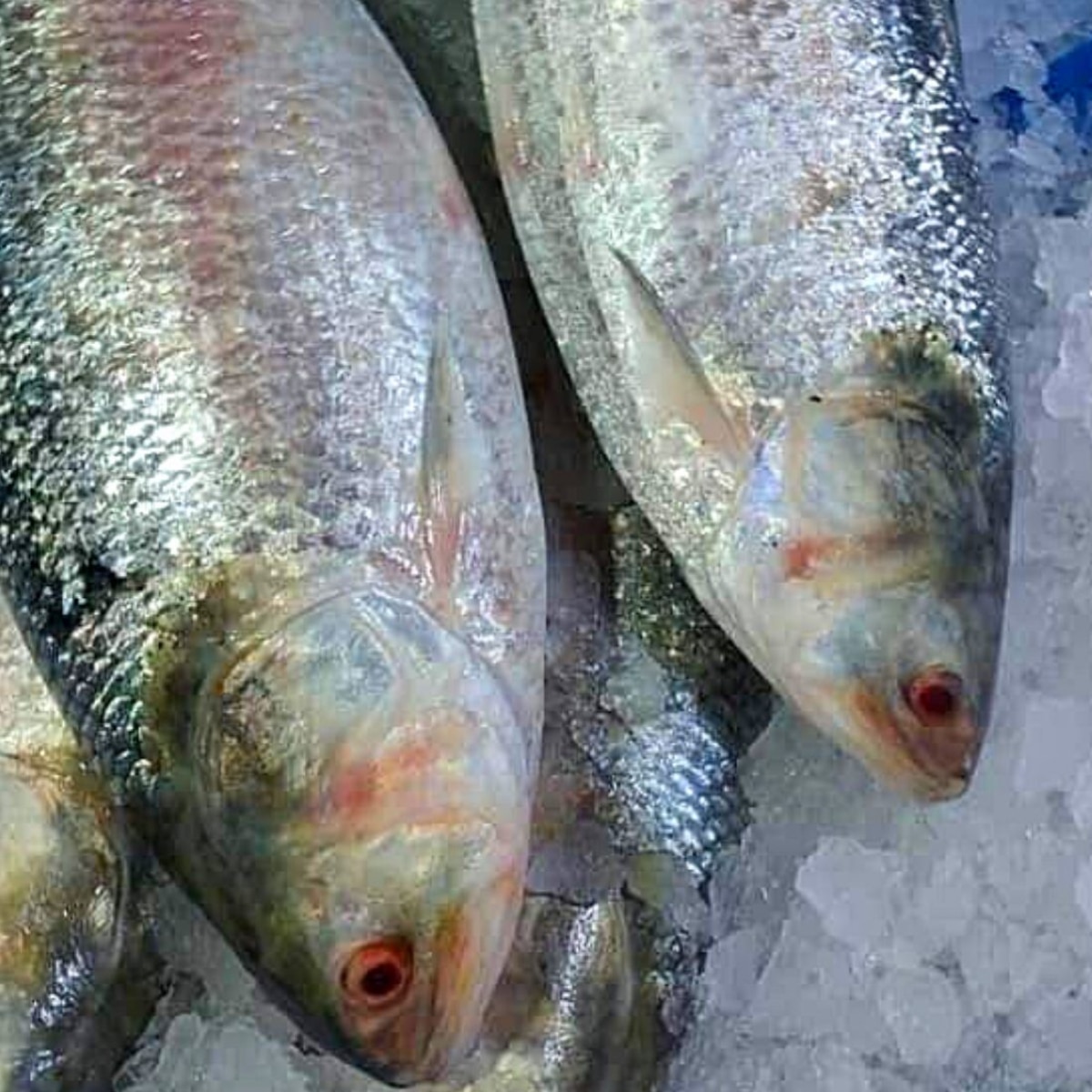  Bangladesh Hilsa Export