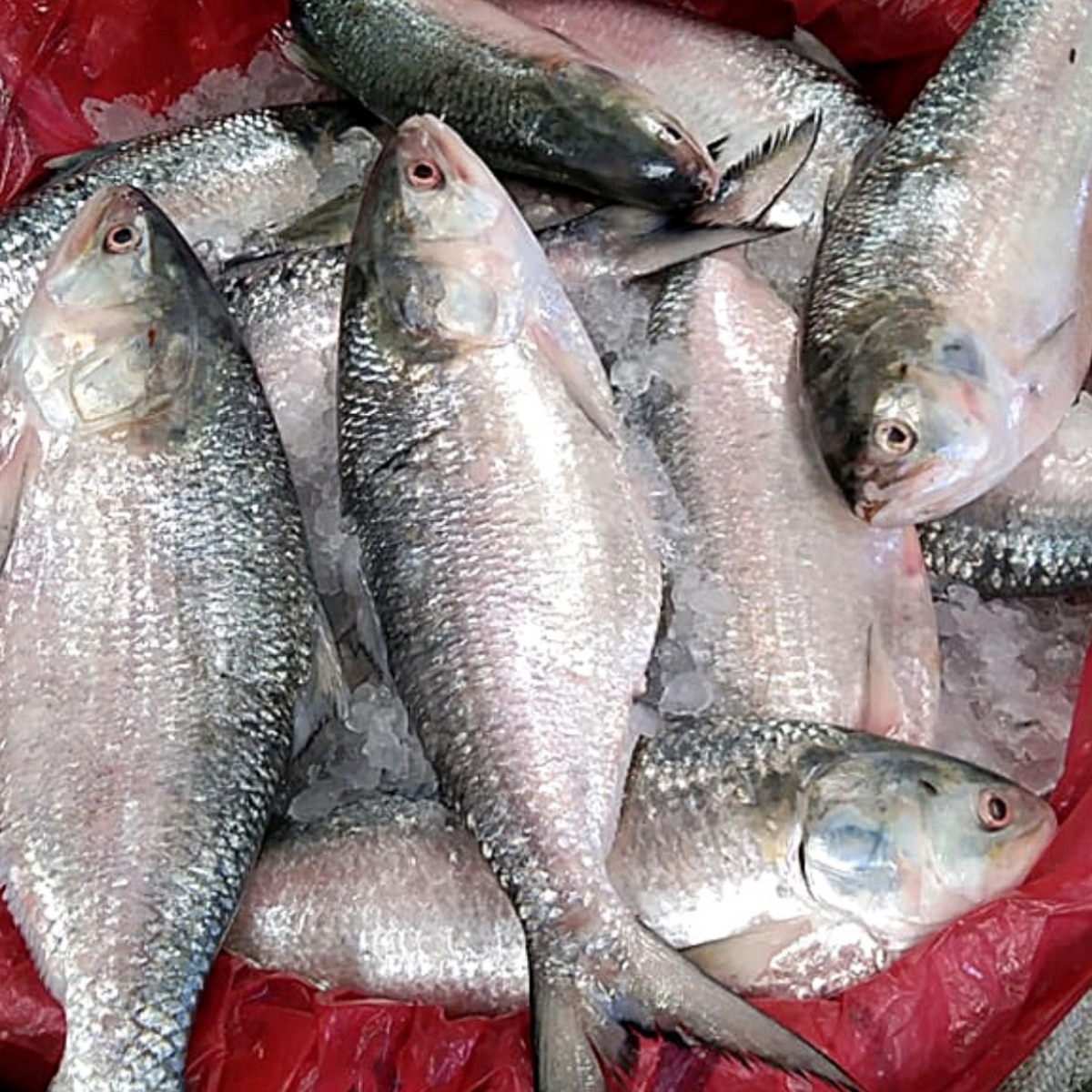  Bangladesh Hilsa Export