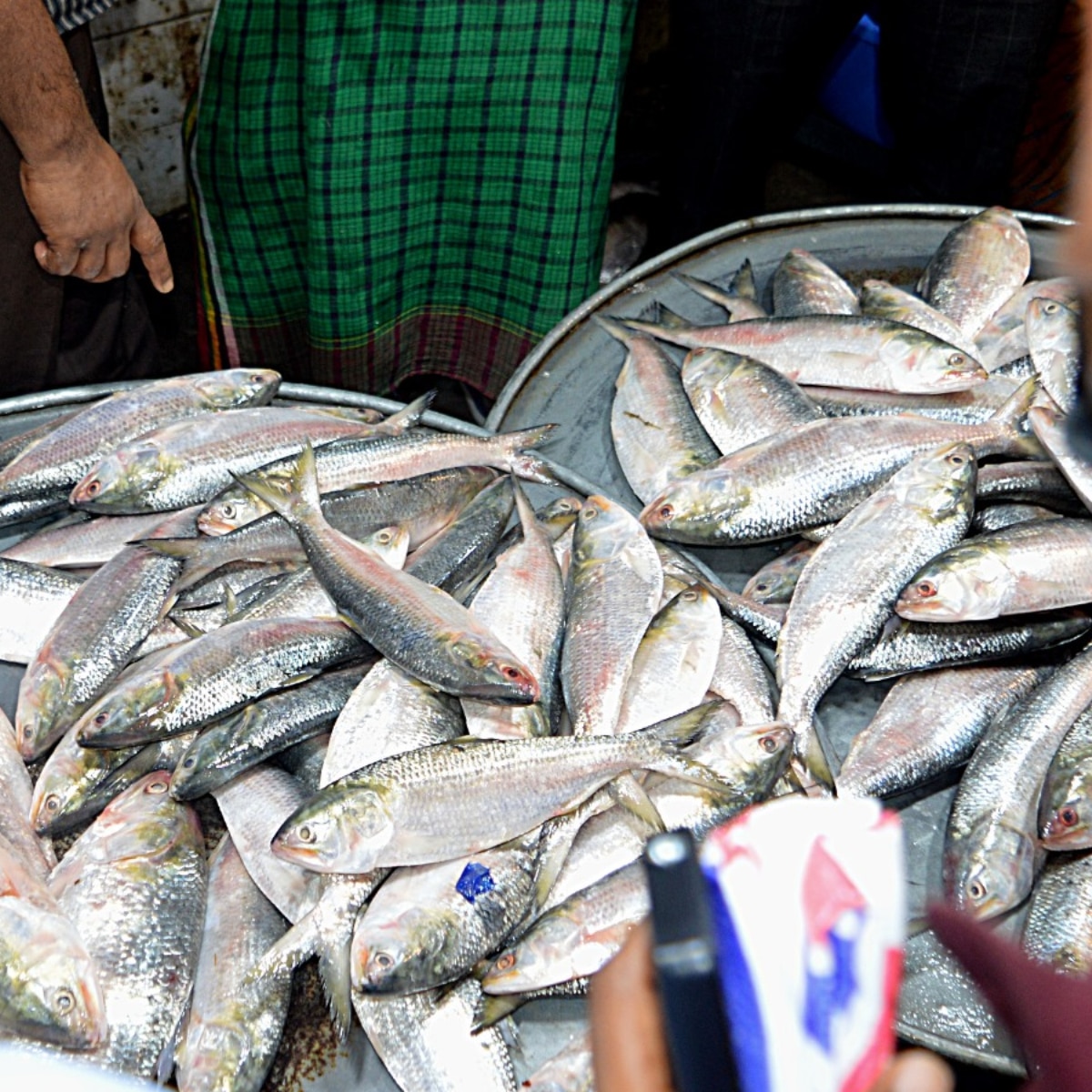  Bangladesh Hilsa Export