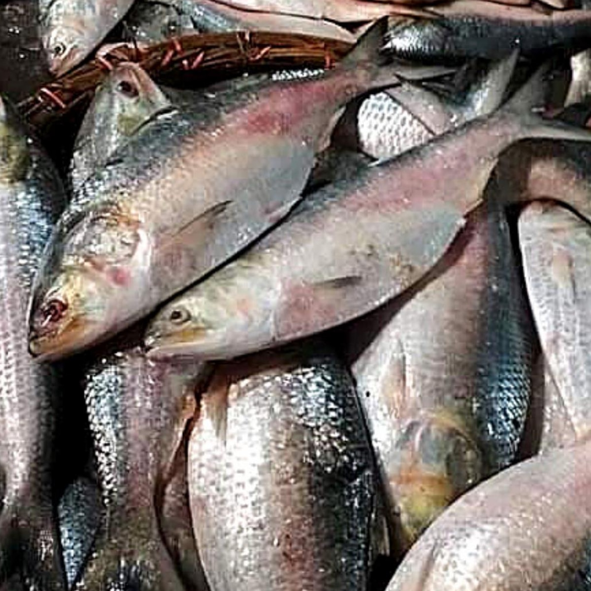  Bangladesh Hilsa Export