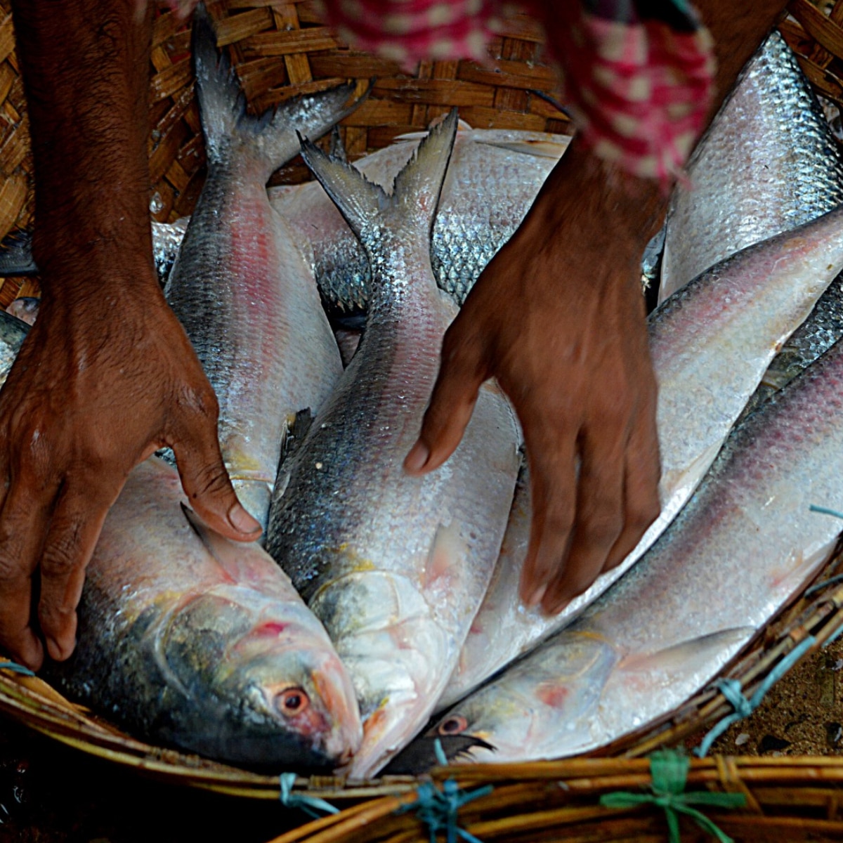  Bangladesh Hilsa Export