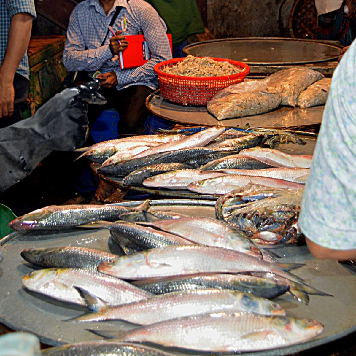  Bangladesh Hilsa Export