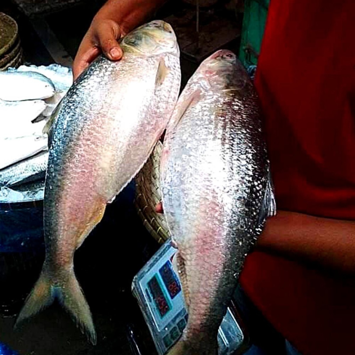  Bangladesh Hilsa Export