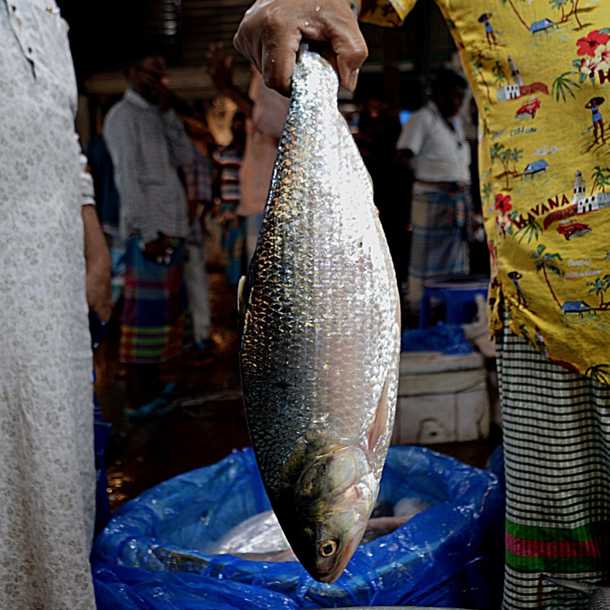  Bangladesh Hilsa Export