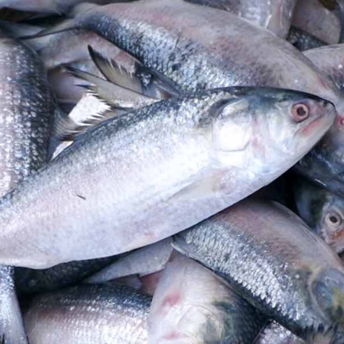  কীকরে আসল পদ্মার ইলিশ চিনবেন শিখে নিন