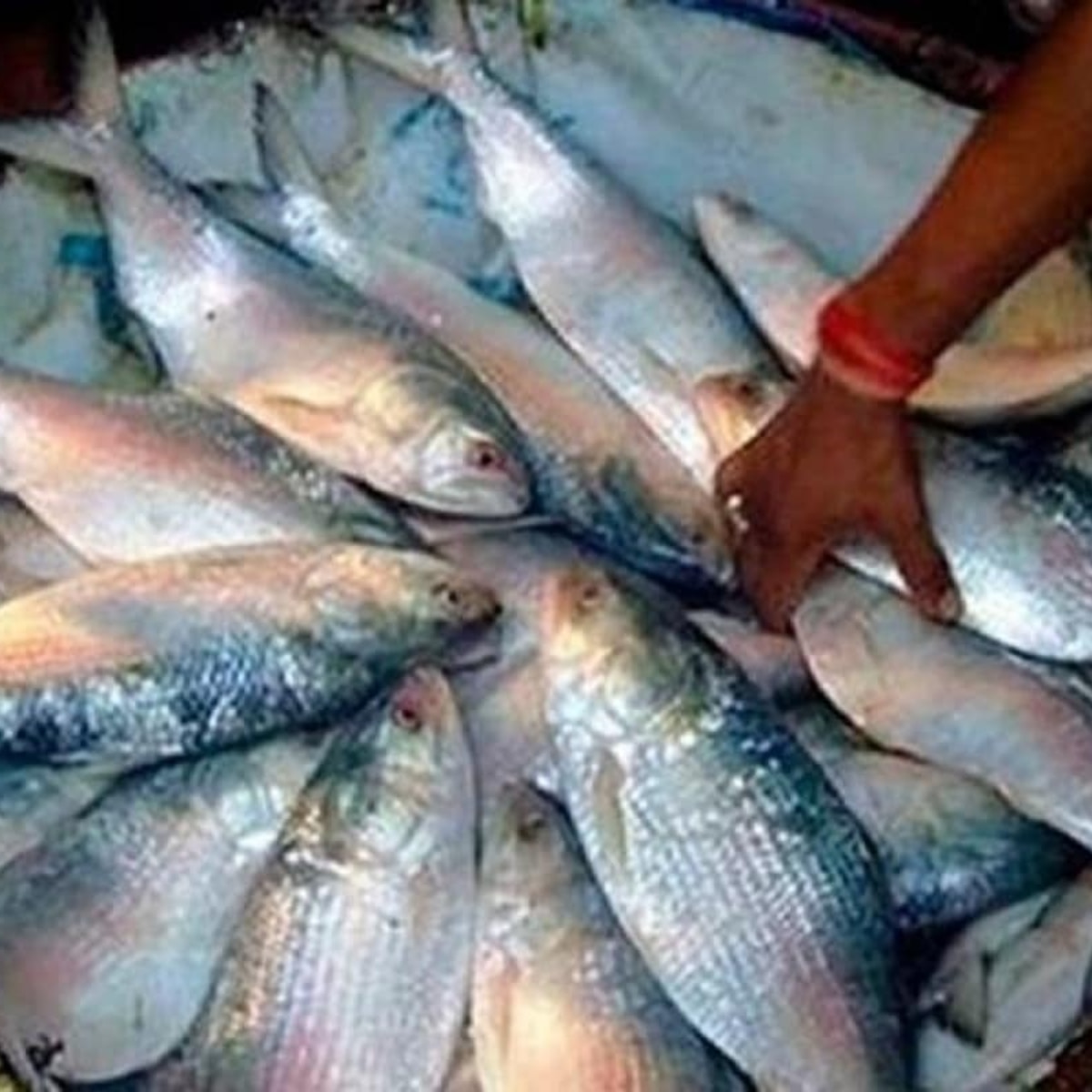 ক কেজি ওজনের ইলিশ পাইকারি বাজারে ১৬০০ টাকার কাছাকাছি পড়বে