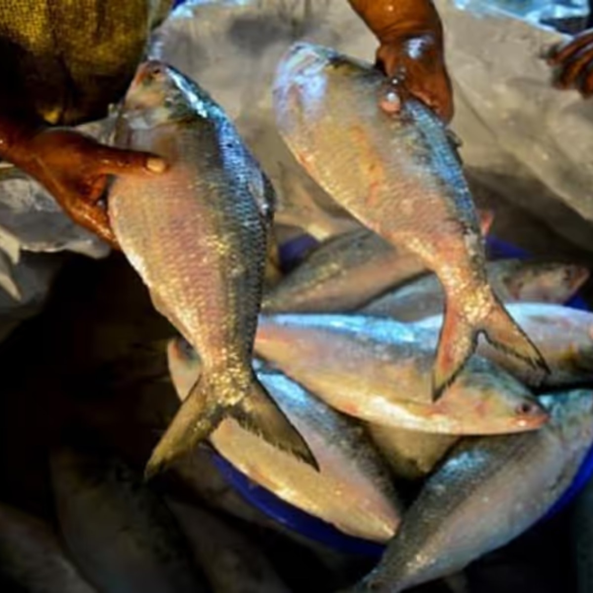 পদ্মার ইলিশ কেনার সময় চোখ দেখে নেবেন