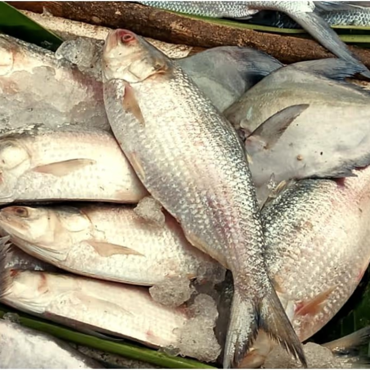 ভারতে শর্তসাপেক্ষে ইলিশ রফতানির নীতিগত সিদ্ধান্ত নিয়েছে বাংলাদেশ সরকার