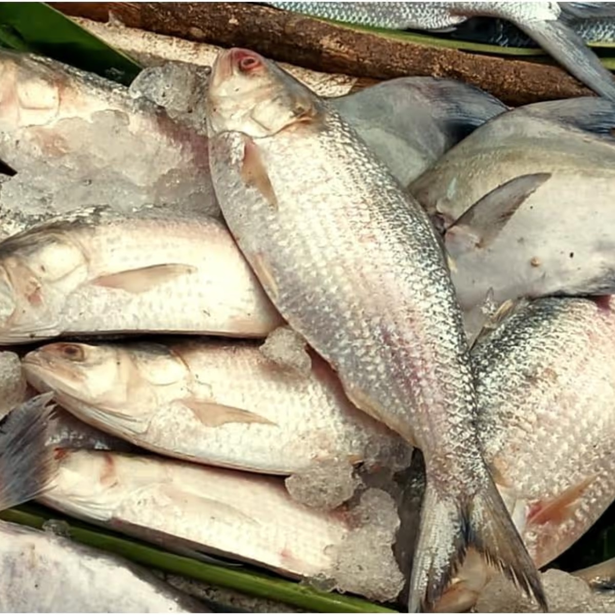 এবার আরও কম ইলিশ পাঠাচ্ছে বাংলাদেশ।