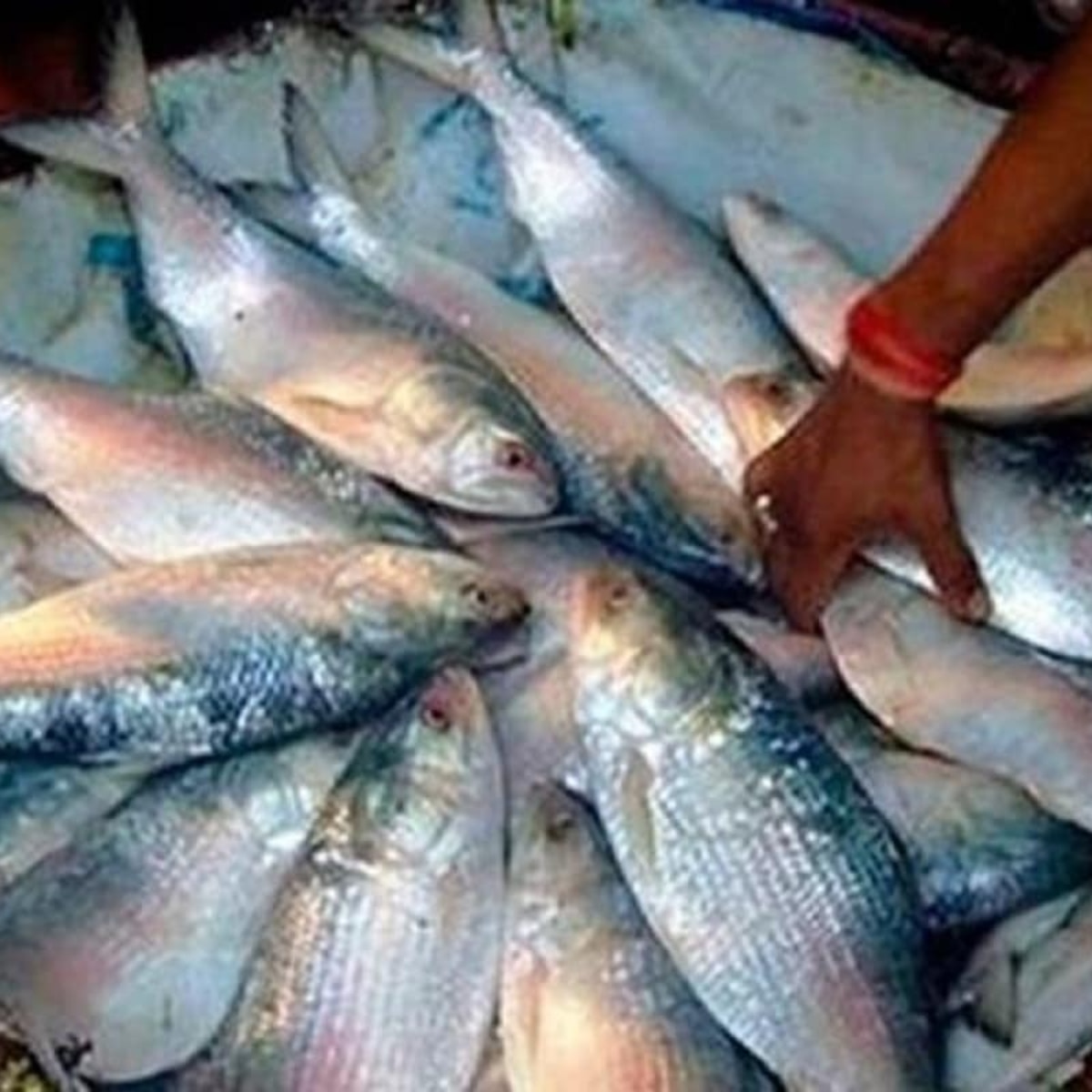 প্রায় ৩ হাজার টন ইলিশ