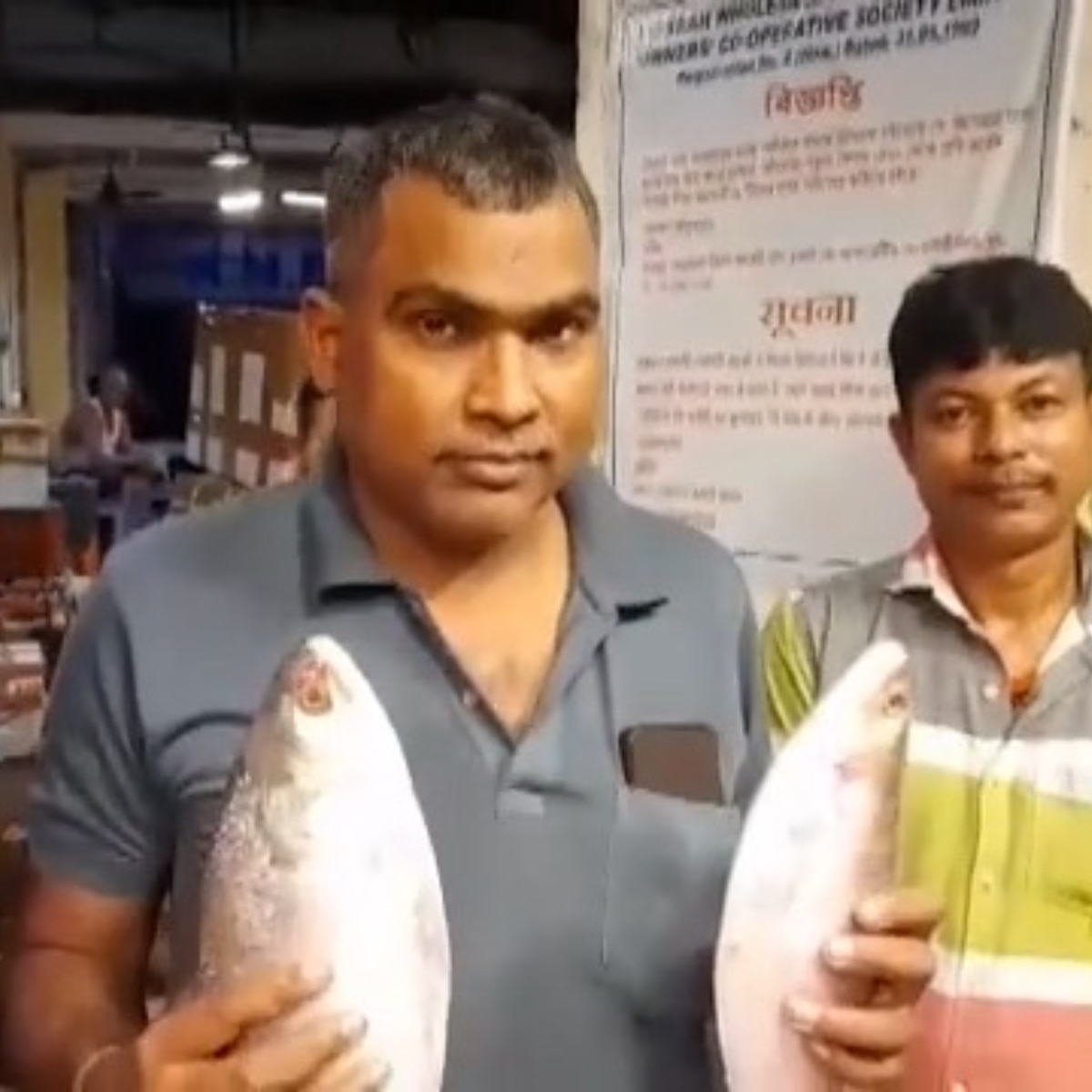 পদ্মার ইলিশ পেট মোটা